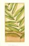 Ginger Leaves I by Jennifer Goldberger Limited Edition Print