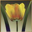 Flame Tulip I by Robert Mertens Limited Edition Pricing Art Print