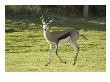 Antelope At The Atlantic Beach Golf Club by J.D. Cuban Limited Edition Print