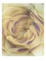 Conde Nast, Trunk Archive by Andrew Bettles Limited Edition Print