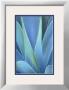 Leaves Of An Agave by Darrell Gulin Limited Edition Print