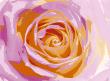 Rose Variation I by Tasmin Phoenix Limited Edition Print