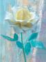 Single White Rose by Jan Lens Limited Edition Pricing Art Print