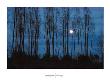 Moonlight by David Luczyn Limited Edition Print