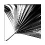 Black And White Palm Ii by Jason Johnson Limited Edition Pricing Art Print