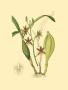 Orchids I by Ridgeway Limited Edition Print