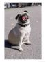 Pug Licking His Mouth by Henry Horenstein Limited Edition Pricing Art Print