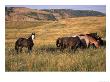 American Wild Horses, North Dakota Badlands by Lynn M. Stone Limited Edition Pricing Art Print