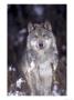 Wolf In Snow, Mt by John Luke Limited Edition Print