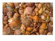 Orange Shells, Sanibel Island by Priscilla Connell Limited Edition Pricing Art Print