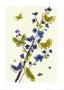 Green Butterfly, Blue Flower by Jenny Frean Limited Edition Print