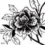 Black Rose Ii by Hilary Anderson Limited Edition Print