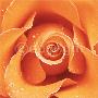 Orange Rose by Cassandra Power Limited Edition Print