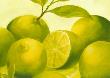 Lime by Susanne Bach Limited Edition Pricing Art Print