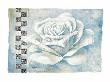 Silver Rose by Claudia Ancilotti Limited Edition Pricing Art Print