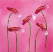 Framboise Aster Ii by Roseta Bonbon Limited Edition Print