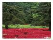 Imperial Palace Garden, Tokyo, Japan by Rob Tilley Limited Edition Print