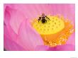 Perry's Water Garden, Lotus Blossom And Bee, Franklin, North Carolina, Usa by Joanne Wells Limited Edition Pricing Art Print