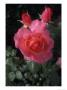 English Rose In Butchart Gardens, Vancouver Island, British Columbia, Canada by Connie Ricca Limited Edition Print