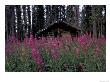 Abandoned Trappers Cabin Amid Fireweed, Yukon, Canada by Paul Souders Limited Edition Pricing Art Print