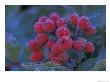 Elderberries Covered In Morning Dew, Mt. Rainier National Park, Washington, Usa by Jamie & Judy Wild Limited Edition Print