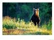 Grizzly Of Kronotska National Park, Kamchatka, Russia by Daisy Gilardini Limited Edition Print