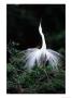 Great Egret In Courtship Display by Charles Sleicher Limited Edition Print