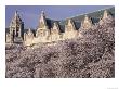 Blooming Cherry Trees At The University Of Washington, Seattle, Washington, Usa by William Sutton Limited Edition Print