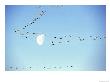 Flock Of Snow Geese Flies Before A Setting Moon, Washington, Usa by William Sutton Limited Edition Print