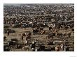 About 85,000 Cattle On 640 Acres Of Land In Coalinga, 50 Miles Southwest Of Fresno, California by Jim Sugar Limited Edition Pricing Art Print