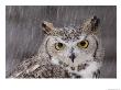 A Captive Great Horned Owl At A Recovery Center by Joel Sartore Limited Edition Print