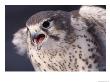 A Captive Prairie Falcon (Falco Mexicanus) by Joel Sartore Limited Edition Print