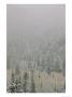 Autumn Snow Dusts Evergreen Trees In The Black Hills by Bobby Model Limited Edition Pricing Art Print