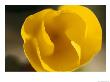 Close View Of A California Poppy Flower by Bill Curtsinger Limited Edition Print