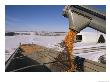 Corn Pours From An Auger Into A Grain Truck by Joel Sartore Limited Edition Print