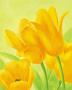Yellow Tulips by Susanne Bach Limited Edition Pricing Art Print