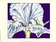 Iris Ii by Nancy Slocum Limited Edition Pricing Art Print