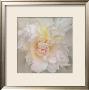 Paeonia by Rebecca Swanson Limited Edition Print