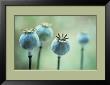 Opium Pods by Carol Sharp Limited Edition Print