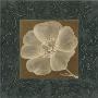 Tan Flower by Stela Klein Limited Edition Print