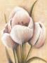 Tulipes Cremes by Caroline Wenig Limited Edition Pricing Art Print
