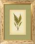 Fern I by Edward Lowe Limited Edition Pricing Art Print