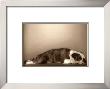 Lulu by Deborah Samuel Limited Edition Print