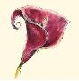 Plum Calla by Sophia Flores Limited Edition Print