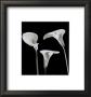 Lilies by Rudy Archer Limited Edition Print