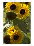 Sunflowers Bending On Their Tall Stalks by Darlyne A. Murawski Limited Edition Print
