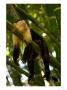 A White-Throated Capuchin Monkey Sleeping On A Bamboo Stalk (Cebus Capucinus) by Roy Toft Limited Edition Print
