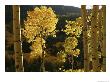 Autumn Colored Aspen Trees by Charles Kogod Limited Edition Pricing Art Print