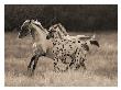 The Appaloosa by Robert Dawson Limited Edition Print