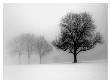 Winter Trees I by Ilona Wellmann Limited Edition Print